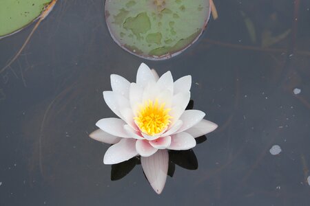Water lily pond nature