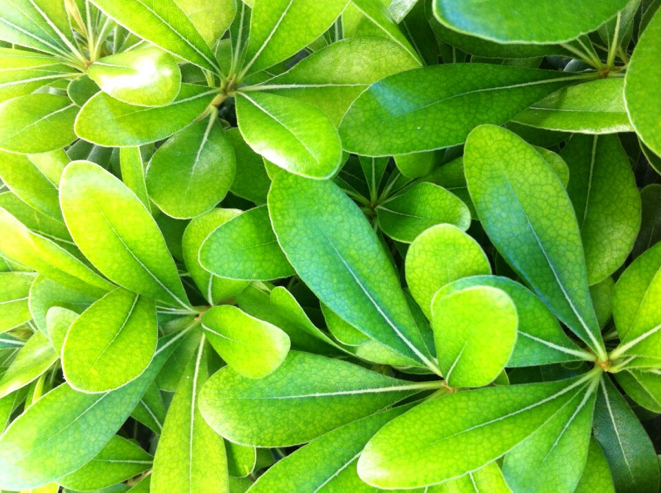 Nature green life
