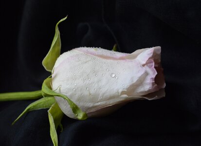 White pink flower