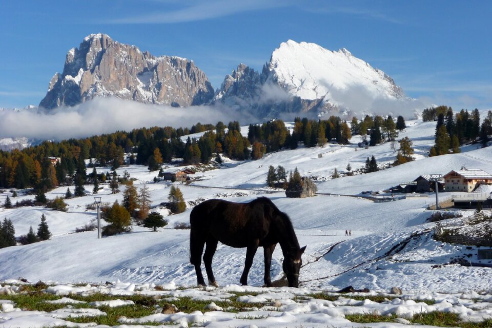 Horses mountains dolomites