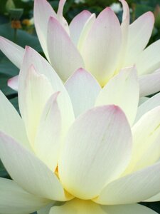 Flowers lotus japan