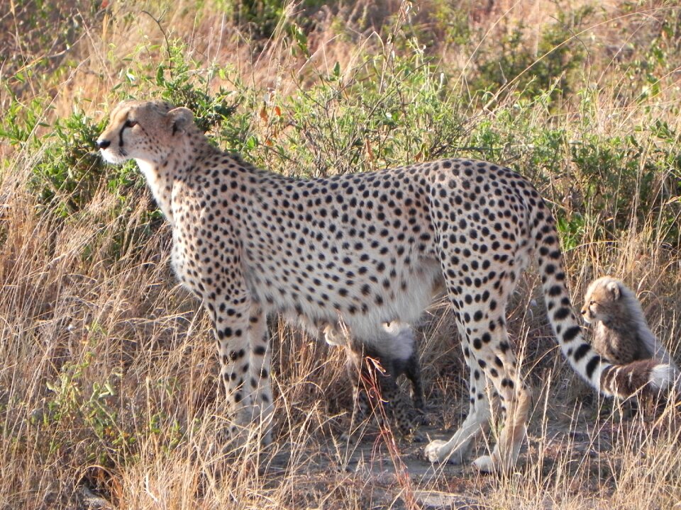 Cheetah animals kenya