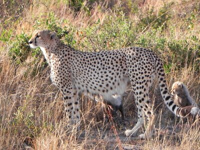 Cheetah animals kenya photo