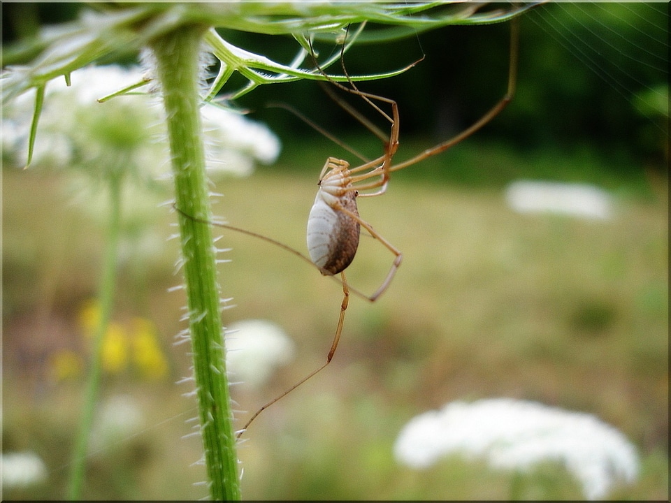 Insect public record nature summer