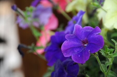 Flowers plants purple photo