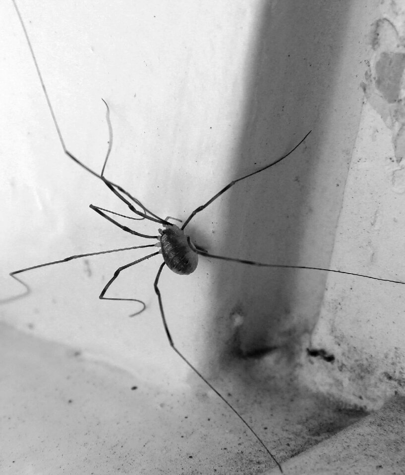 Window long legs ben