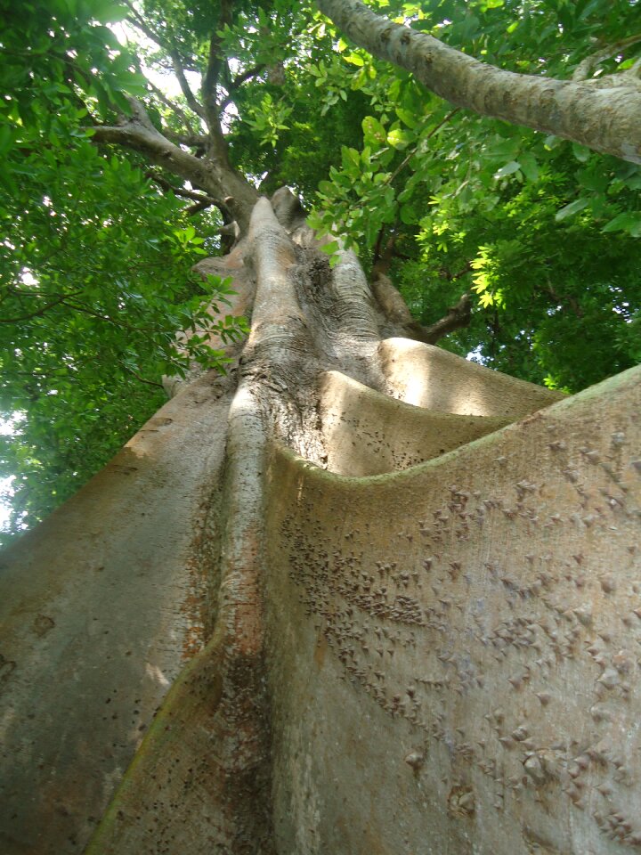 Nature wood tree