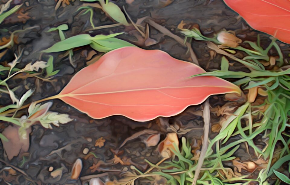 Red color autumn