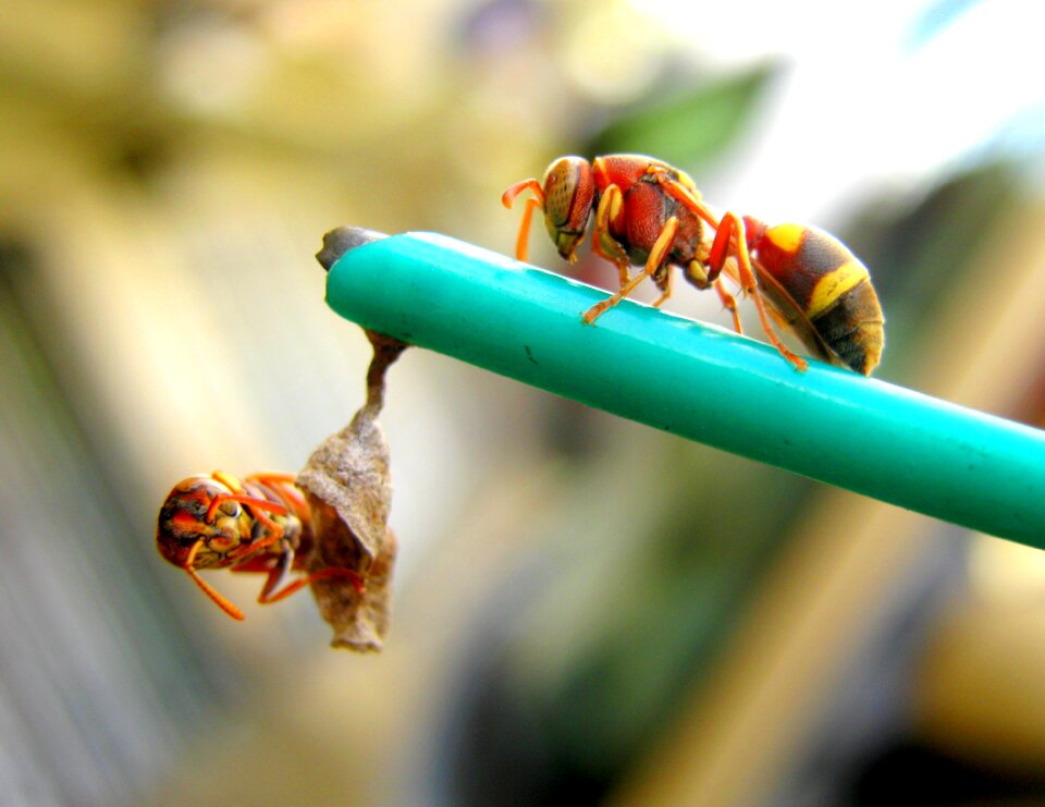 Building hive insect