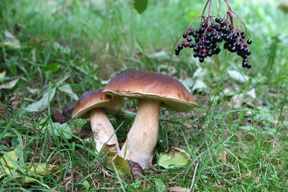 Autumn cep forest