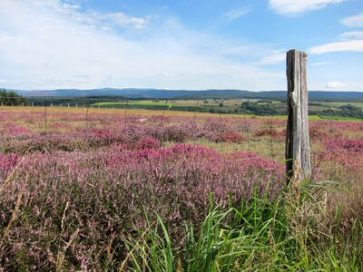 Cévennes lande wild flora