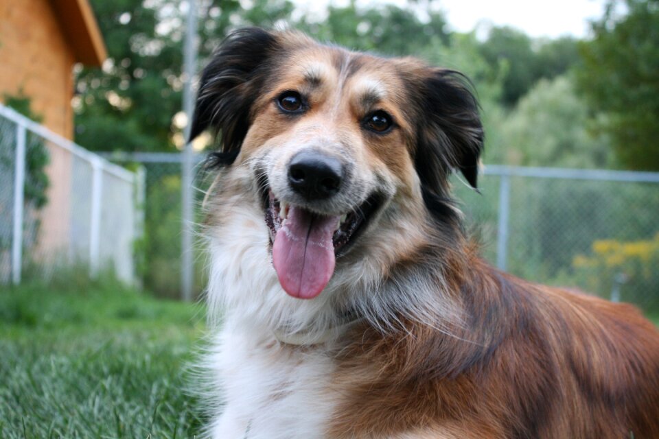 Australian shepherd border