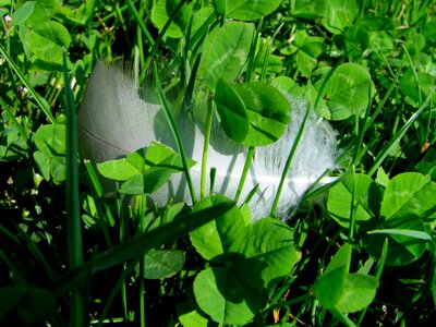 Macro summer shamrock