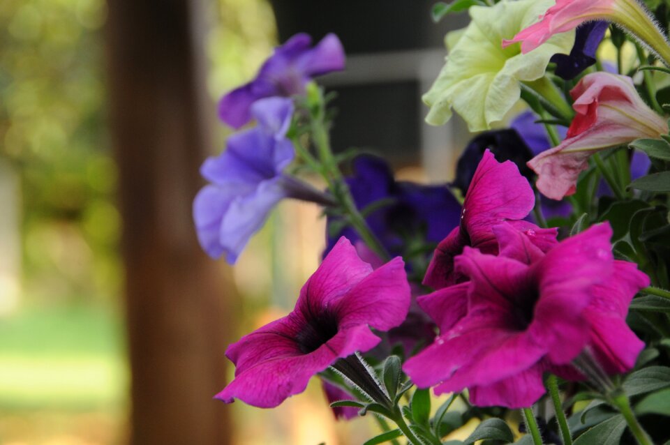 Colorful flower plant