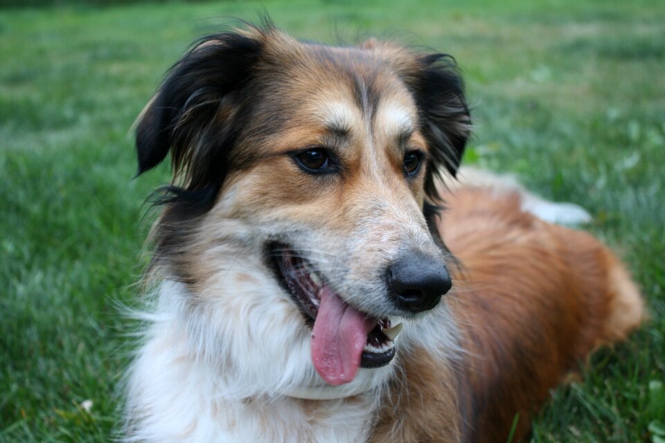 Australian shepherd border