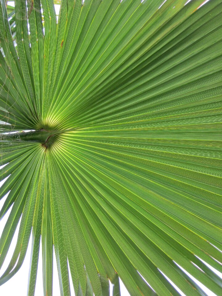 Background leaf plant