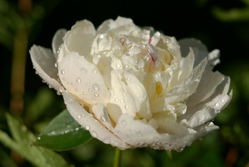 Drops rain sweden