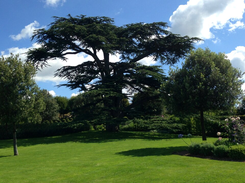 Tree garden lebanon