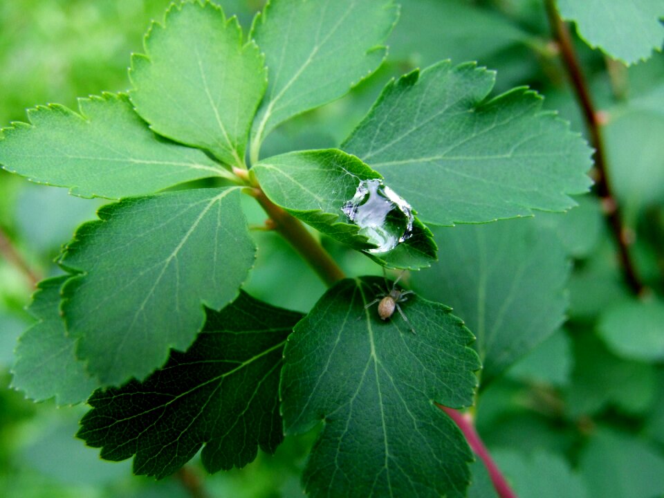 Green macro nature