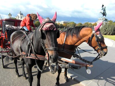 Coach horses tourists