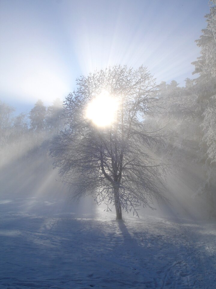 Tree snow sunlight