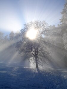 Tree snow sunlight photo