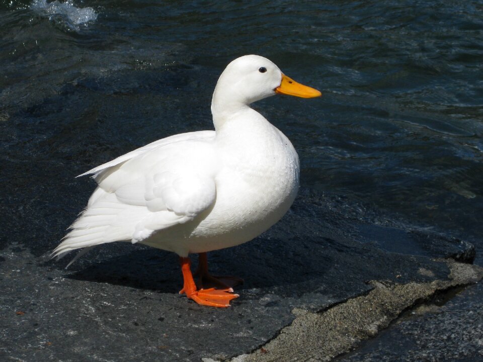White water bird bird