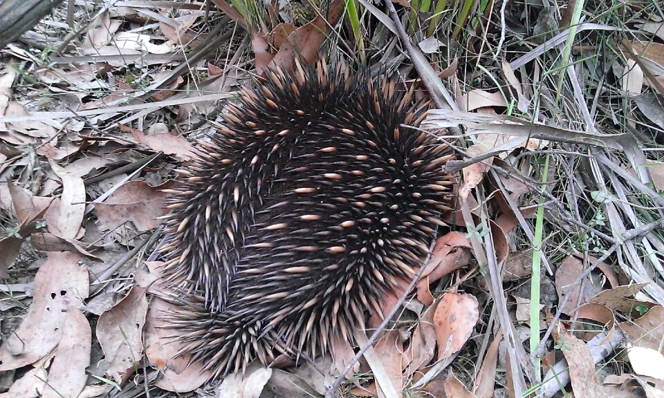 Nature marsupial prickly