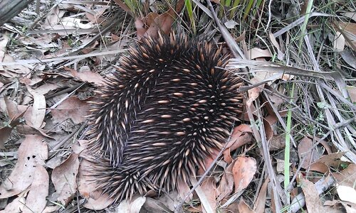 Nature marsupial prickly