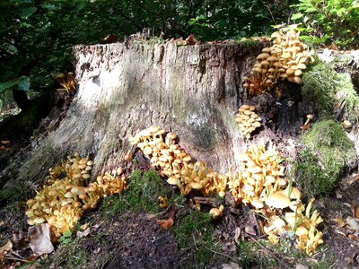Nature fungi old