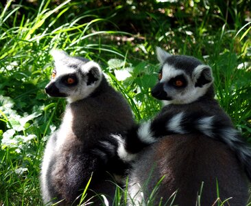 Animals cute furry