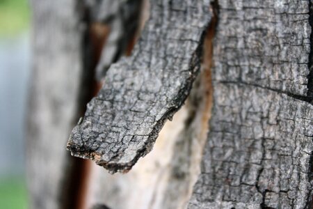 Fray stump wood photo