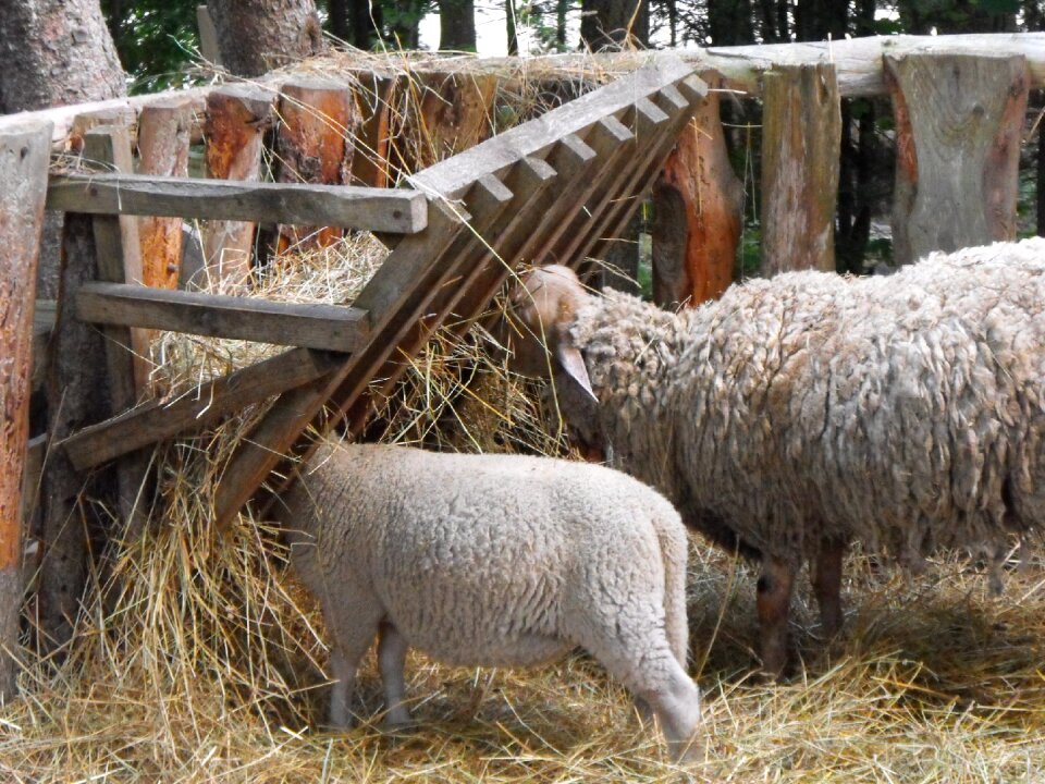 Livestock agriculture farming