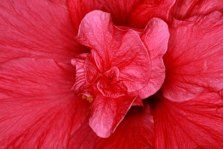 Blossom bloom pink