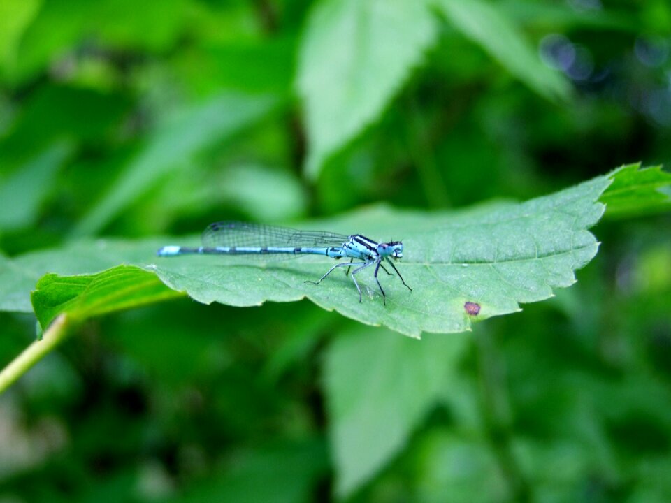Green macro nature