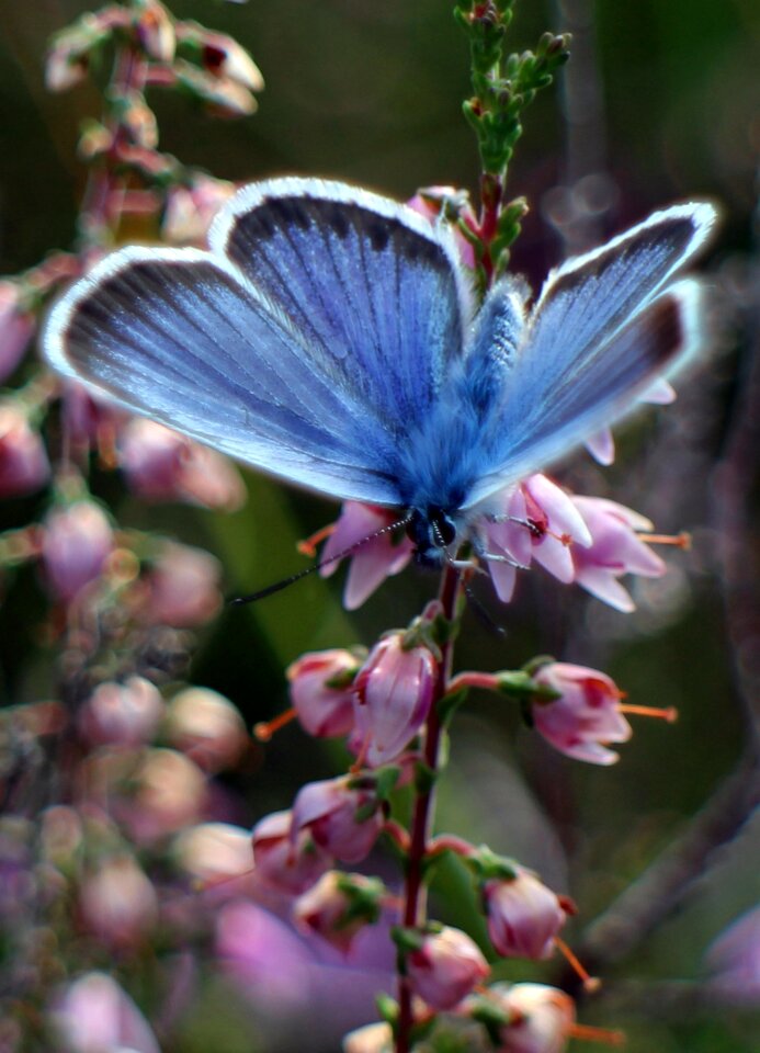 Butterflies blue heather