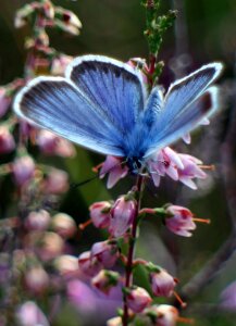 Butterflies blue heather photo