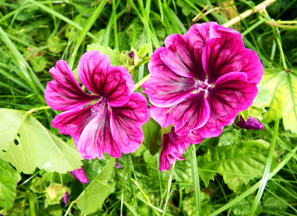 Flowers summer pointed flower
