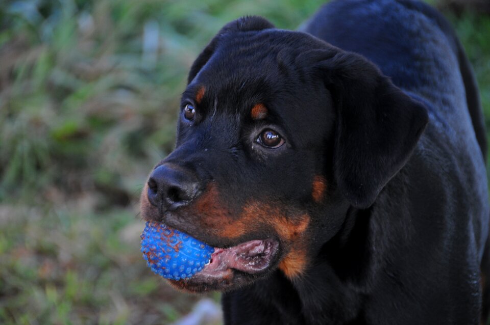 Puppy pet domestic animals