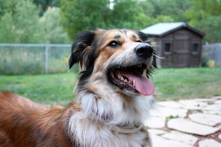 Australian shepherd border