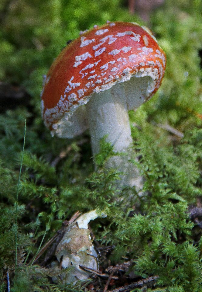 Autumn forest toxic