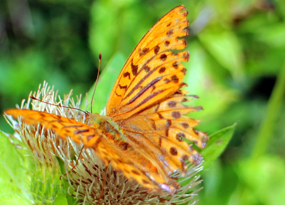 Butterflies wing colorful