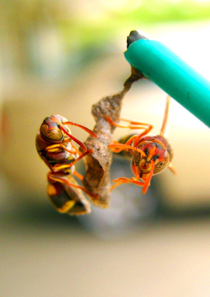 Building hive insect