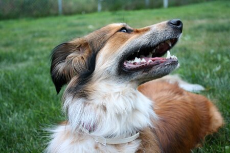 Australian shepherd border