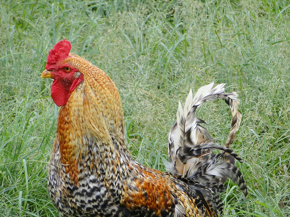 Poultry farm cockerel photo