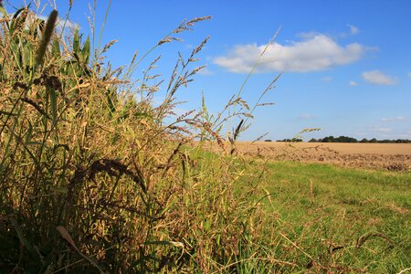 Arable grass sky