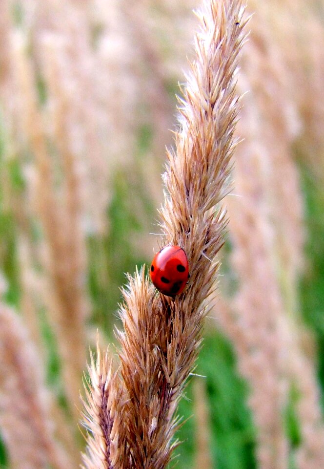 Meadow blade of grass grain