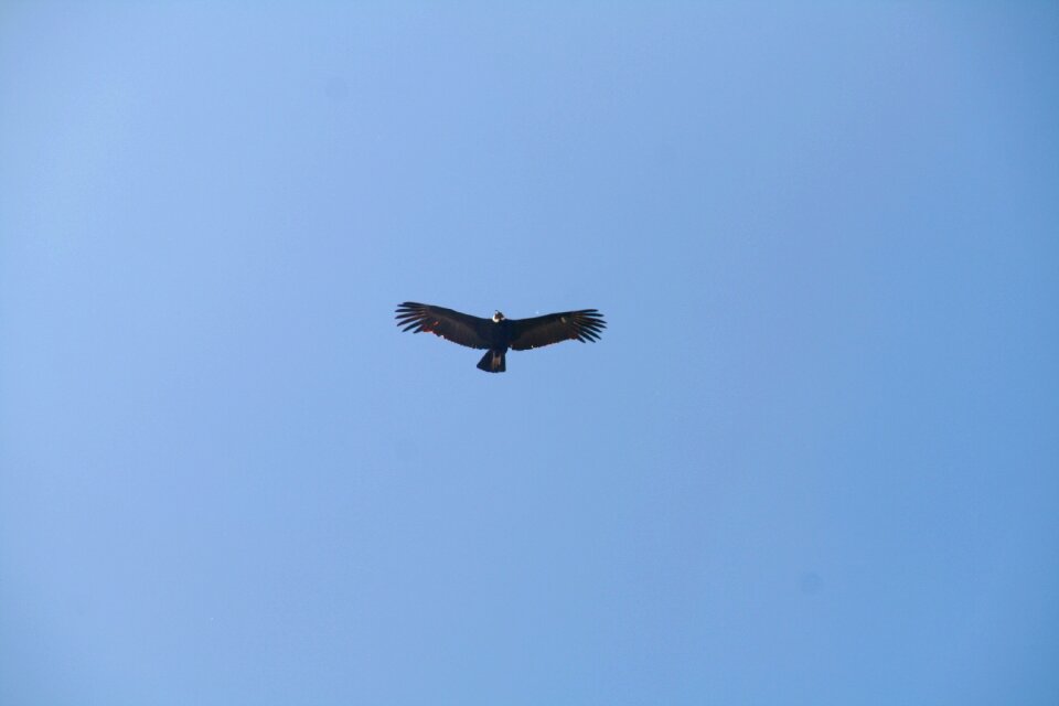 Sky wings fly