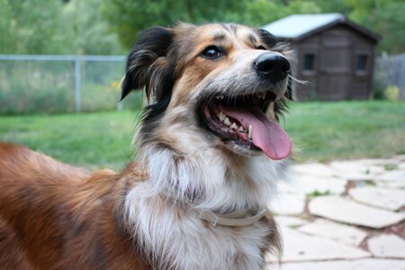 Australian shepherd border
