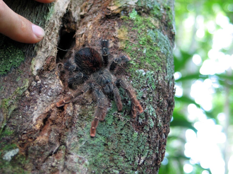 Nature wildlife arachnid